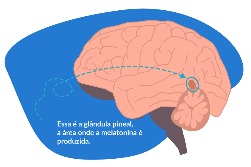 onde a melatonina é produzida
